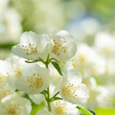 Jasmine Handcrafted Goat Milk Soap