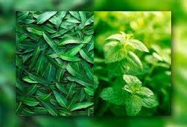 Eucalyptus Spearmint Handcrafted Goat Milk Soap