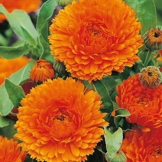 Orange Calendula Handcrafted Goat Milk Soap